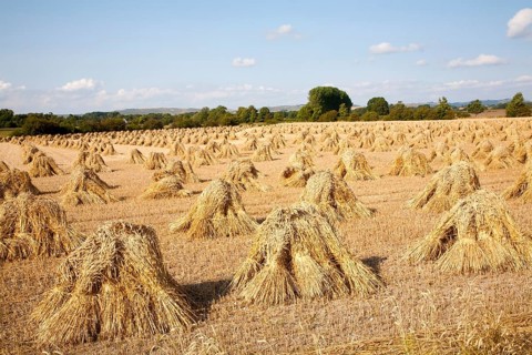 Wheat stooks harvested for thatching standing drying in a field after harvesting, Marden,