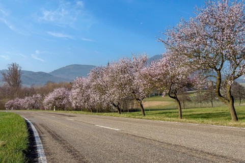 Almond blossom, almond tree (Prunus dulcis), Siebeldingen, German Wine Route, also Southern Wine