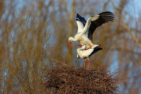 White stork (Ciconia ciconia), stork marriage, mating, copula, Altlu?heim, Germany, Europe