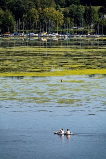 Green carpet of plants on Lake Baldeney in Essen, proliferating aquatic plant Elodea, waterweed, an