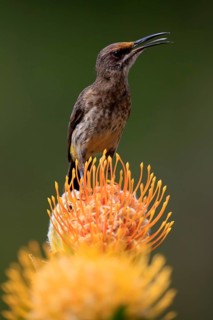 Cape Honeybird (Promerops cafer), adult, male, on flower, Protea, singing, Kirstenbosch Botanical