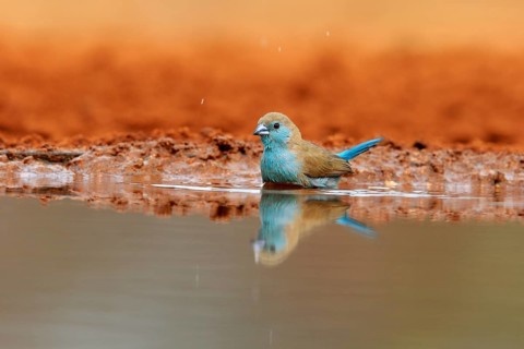 Angolan butterfly finch (Uraeginthus angolensis), blue-eared butterfly finch, adult, at the water,