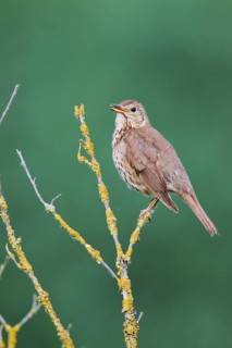 Song thrush (Turdus philomelos), Lower Saxony, Germany, Europe
