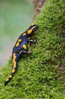 Fire salamander (Salamandra salamandra), Lower Saxony, Germany, Europe