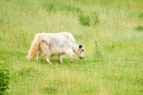 Wild yak (Bos mutus) standing on a meadow, tirol, Kitzbühel, Wildpark Aurach, Austria, Europe