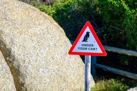 Warning Penguins, Boulders Penguin Colony, Simons Town, Cape Town, Cape Island, South Africa,