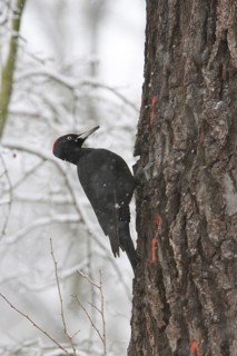 Black woodpecker (Dryocopus martius) on a tree, winter, Saxony, Germany, Europe
