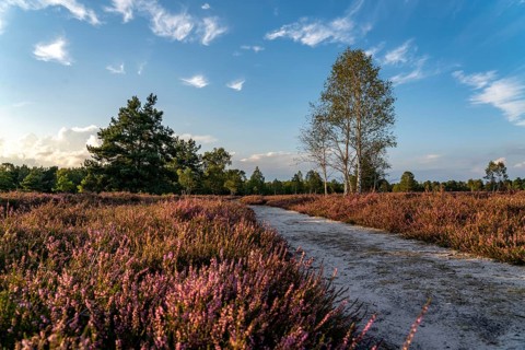 Osterheide, heather blossom of the broom heather, in the Lüneburg Heath nature reserve, Lower