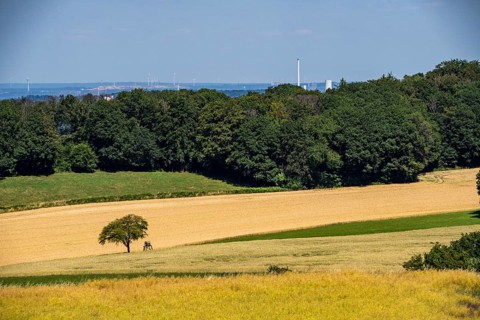 Elfringhauser Schweiz, city limits Hattingen Sprockhövel, single standing tree on a field, high