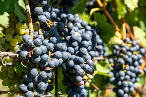 Wine-growing, in the Adige Valley, near the village of Caldaro on the Wine Road, red wine vines,