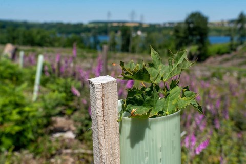 Reforestation in the Arnsberg forest above the Möhnesee, Soest district, citizen forest project,