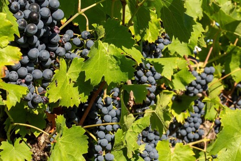 Ripe Dornfelder grapes in the Palatinate. The 2023 vintage is exceptionally good