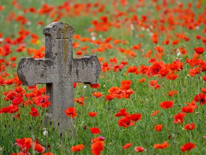 Poppy, poppy, cemetery, gravestone, cross, flowers, poppies, Tiszaalp-r, Kiskuns-gi National Park,