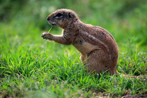 Cape ground squirrel (Xerus inauris), adult, alert, feeding, Mountain Zebra National Park, Eastern