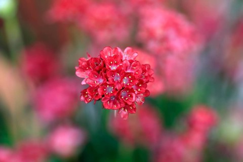 Lady's cushion (Armeria), flowering, flower, Ellerstadt, Germany, Europe