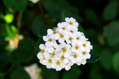 Elm-leaved spirea (Spiraea chamaedryfolia), flower, flowering, Germany, Europe