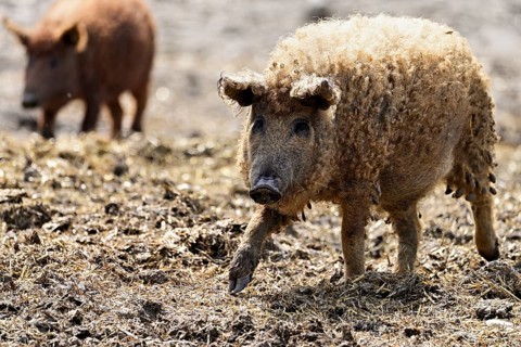 Woolly pig or Mangalica pig, Hungary, Europe
