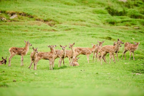 Red deer (Cervus elaphus) fawns standing on a meadow in the mountains in tirol, herd, Kitzbühel,