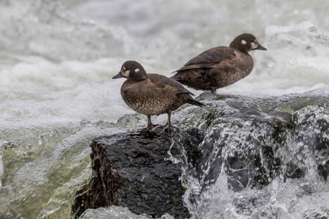 Harlequin duck (Histrionicus histrionicus), female, 2 specimens, on a stone in a raging river, Laxa