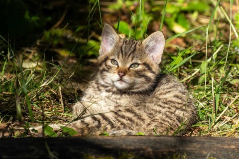 A tabby kitten sits in the forest on mossy ground, surrounded by grass and leaves, wildcat (Felis