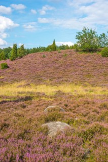 Junipers stand in a hilly, peaceful heath landscape under a blue sky with white clouds, purple