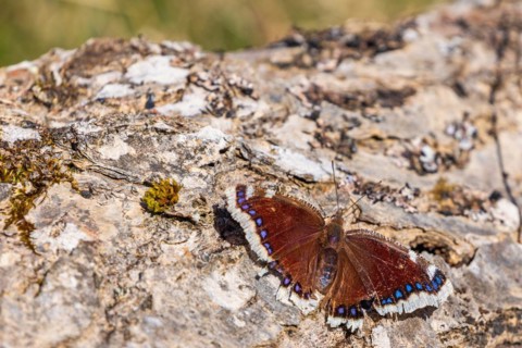 Mourning cloak (Nymphalis antiopa) butterfly on a tree log