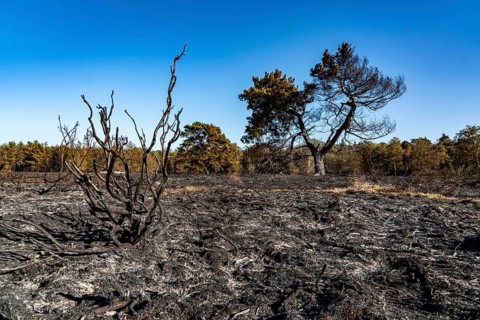 Consequences of a forest fire in the German-Dutch border region near Niederkrüchten-Elmpt, in the