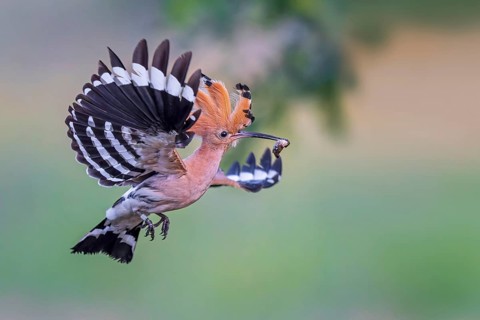 Hoopoe (Upupa epops) Bird of the Year 2022, with beetle larva as prey, erect cap, sunrise, golden