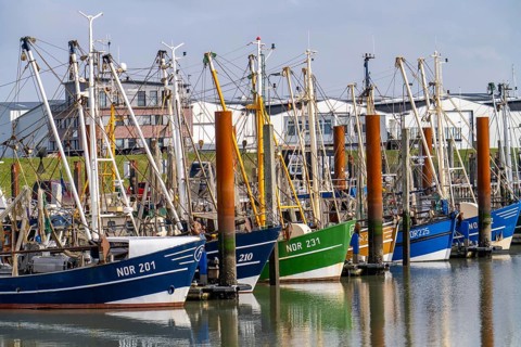 Fishing boats, shrimp boats in the harbour of Norddeich, Lower Saxony, Germany, Europe