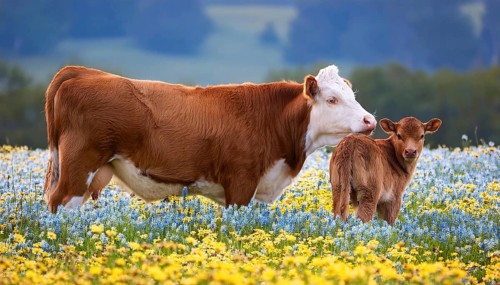 A brown cow and a calf, studio, AI generated