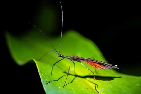 Stick insect (Phasmatodea) sitting on a leaf, at night in the tropical rainforest, Refugio Nacional