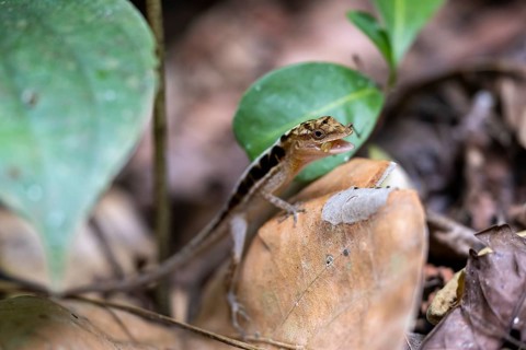 Anolis (Anolis) eating, sitting on a leaf, Carara National Park, Tarcoles, Puntarenas Province,