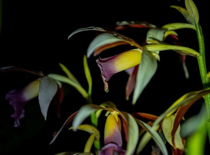 Flowering of a marsh orchid (Phaius tankervilleae) at night, at night in the tropical rainforest,