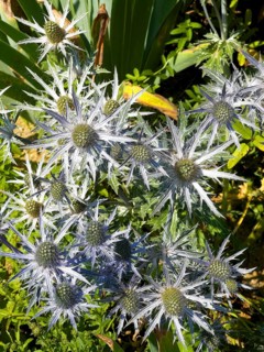 Blue thistle, alpine sea holly (Eryngium alpinum)