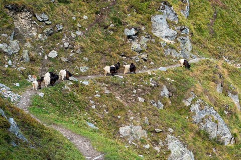 Hiking trail with herd of goats, hiking, hiking trail, tourism, mountain hike, Aletsch Arena,