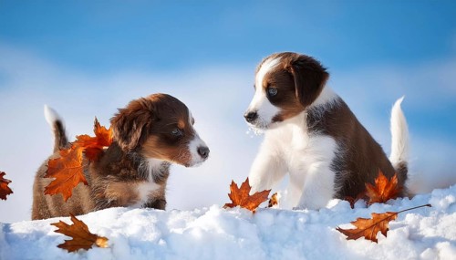 KI generated, dog, dogs, puppy, one, two, three, play, snow, winter, autumn leaves, blue sky,