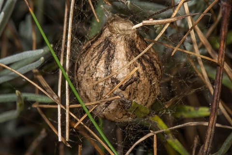 A brown cocoon of the zebra or wasp spider (Argiope bruennichi) embedded in plant fibres and