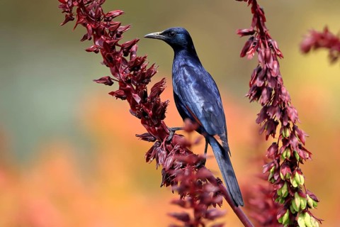 Red-winged starling (Onychognathus morio), adult, male, foraging, on honeybush (Melianthus major),