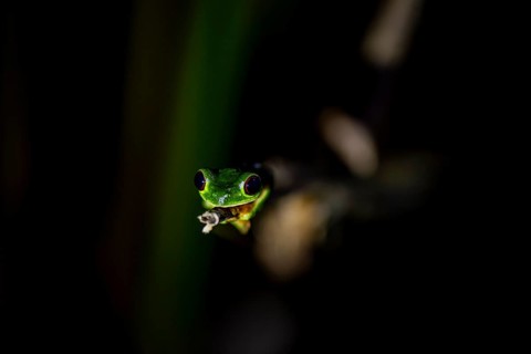 Red-eyed tree frog (Agalychnis callidryas), sitting on a branch, at night in the tropical