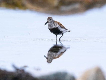 Dunlin (Calidris alpina) adult, calling from a rock pool, at low tide, at midnight, May,