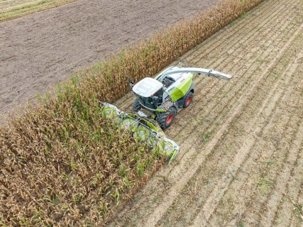 A forage harvester on a maize field, maize harvest, silage, forage maize, fodder for dairy cows,