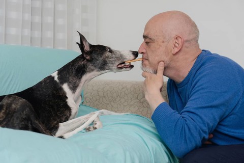 A man trains his greyhound while giving him a cookie with his mouth. The man's ability to train his