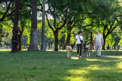 Middle-aged couple chatting and walking with their greyhound dogs in the park on a spring afternoon
