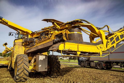 Palatinate: A loading mouse loads the sugar beet ready for collection onto a lorry in a field near