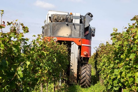 Harvest of Sankt Laurent red wine grapes in the Palatinate