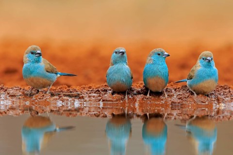 Blue-winged Oriole (Uraeginthus angolensis), Angola Butterfly Finch, adult, four birds, at the