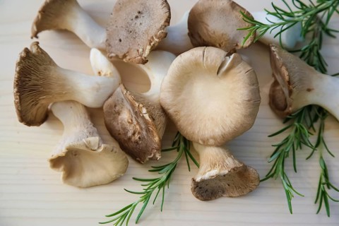 Brown king oyster mushroom (Pleurotus eryngii), cultivated mushrooms, raw king oyster mushrooms on