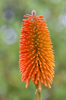 Torch lily (Kniphofia), also known as rocket flower, Brittany, France, Europe
