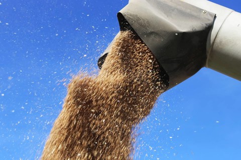Grain harvest with combine harvester, the grain is unloaded