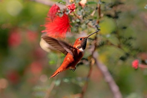 Rufous hummingbird (Selasphorus rufus), adult, male, flying, foraging, Sonoran Desert, Arizona,
